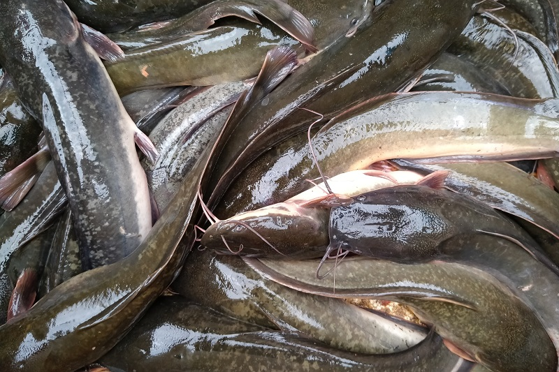 Parak Ikan Lele dalam rangka Peringatan HUT RI Tahun 2017